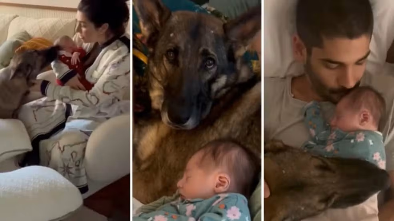 Fernanda Paes Leme mostra encontro emocionante entre filha e cachorra da família
