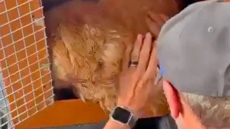 Anac abre processo para investigar morte do cão Joca em voo da Gol