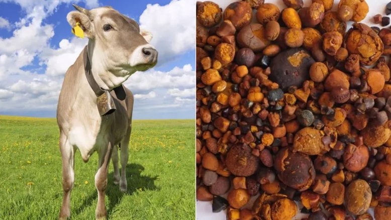 'Pedra de boi' se torna item milionário e vira alvo de ladrões no Brasil