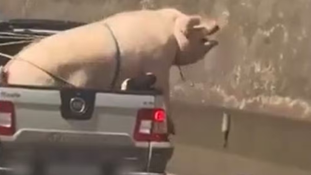 Vídeo: porco e cabrito são transportados de forma irregular em traseira de caminhonete em rodovia de SP