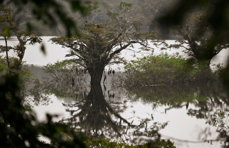 Mudança climática e desmatamento ameaçam as zonas úmidas mais bem preservadas do Equador