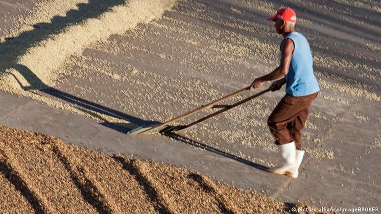 Café se torna cada vez mais um artigo de luxo