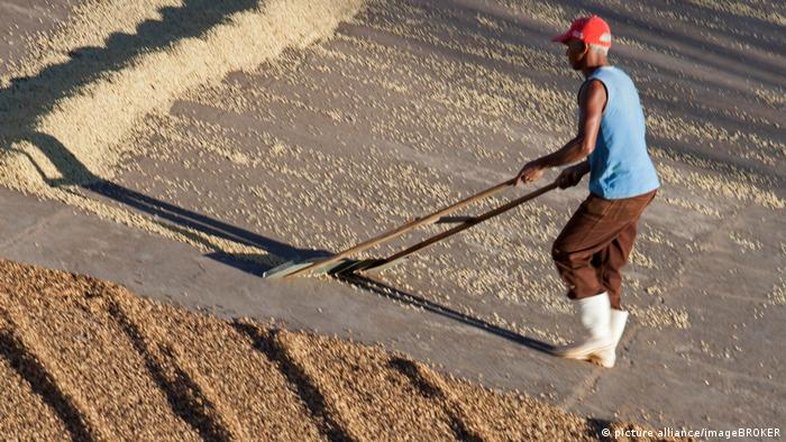 Café se torna cada vez mais um artigo de luxo