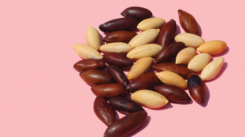Conheça o baru, alimento do cerrado que vem fazendo a cabeça dos chefs
