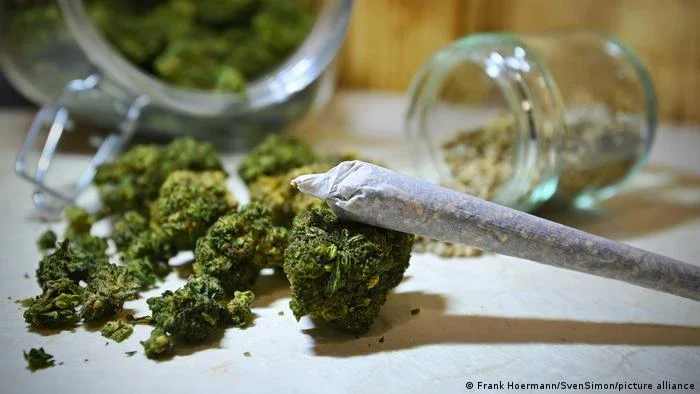 Maconha aumenta risco de psicose em adolescentes, diz estudo