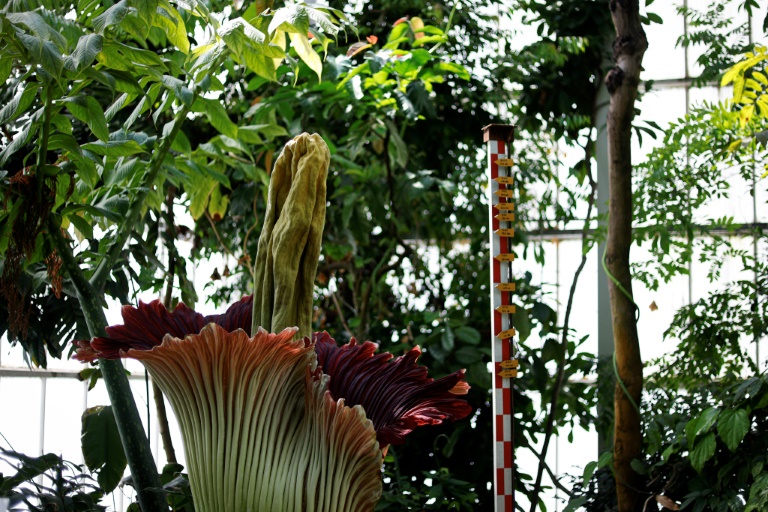 'Flor-cadáver' atrai curiosos em jardim botânico belga