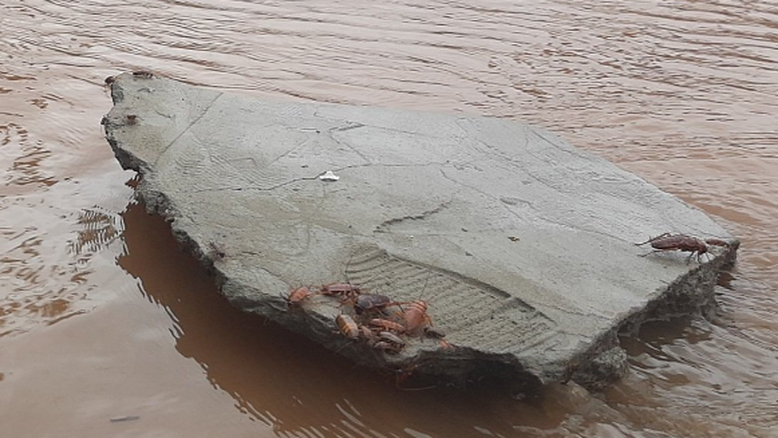 Em Porto Alegre, baratas invadem ruas do centro após inundação