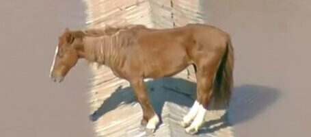 Vídeo: cavalo fica ilhado em telhado após inundações no RS