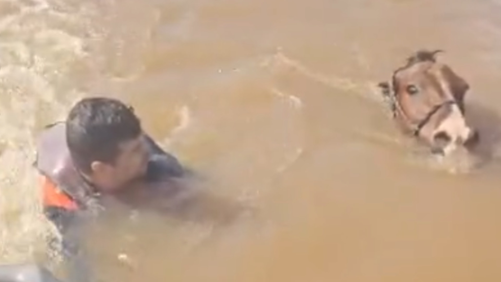 Vídeo: vice-prefeito de cidade do RS resgata cavalo que estava na água