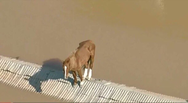Cavalo ilhado em telhado em Canoas (RS)