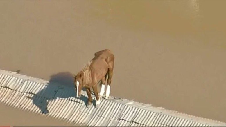 Cavalo ilhado em telhado em Canoas (RS)