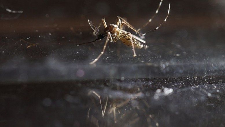 Casos de dengue nas Américas superam recorde do ano passado, diz OMS