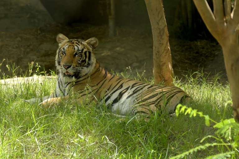 Índia prepara envio de tigres para repovoar selva no Camboja