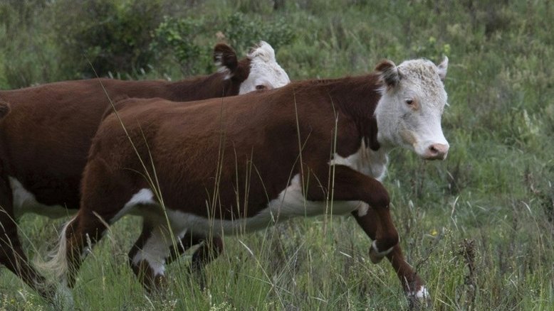 Uruguai nega autorização à Minerva para comprar 3 frigoríficos da Marfrig