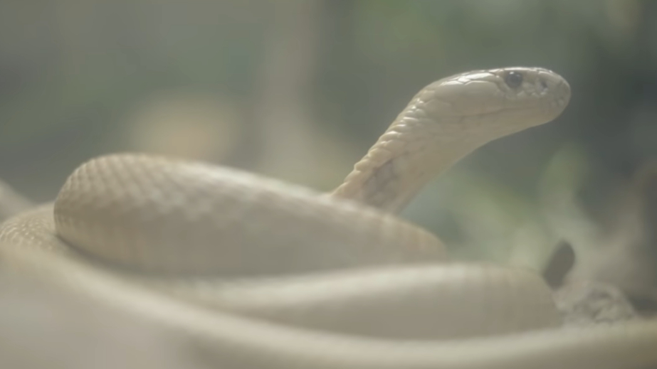 Instituto Butantan investiga sumiço de filhote de cobra naja há três semanas