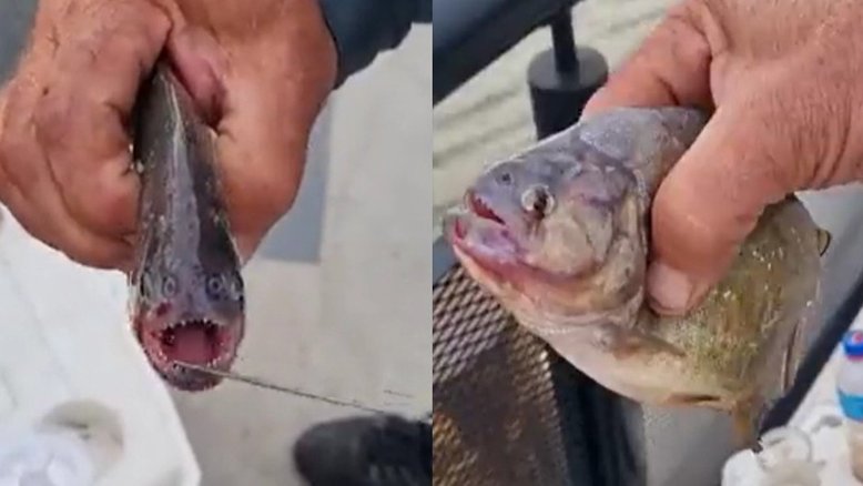 Vídeo: pescadores encontram piranhas nas ruas de Porto Alegre