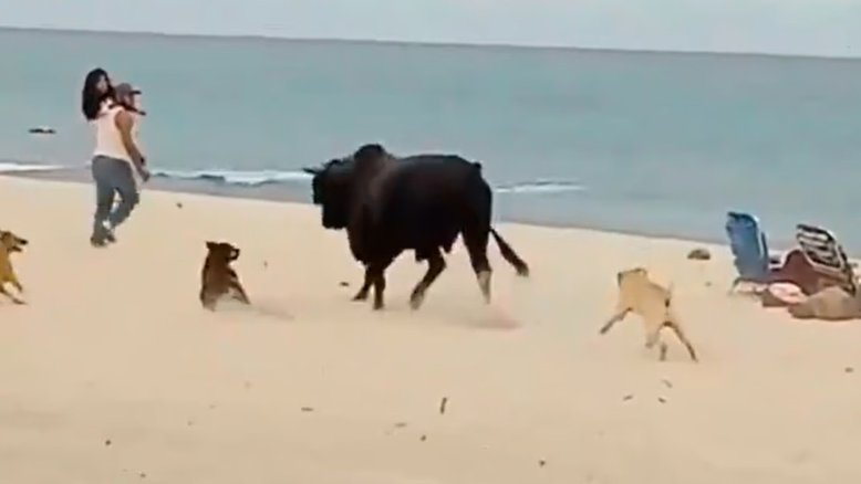 Vídeo: touro ataca turistas e cachorros em praia no México