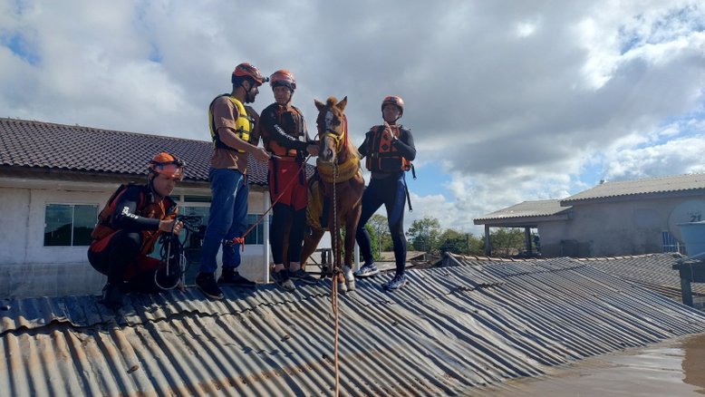 Cavalo foi resgatado pelos bombeiros