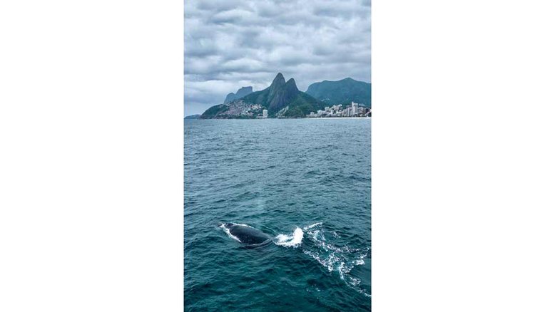 Turismo de avistamento de baleias ajuda a preservar animais no litoral brasileiro