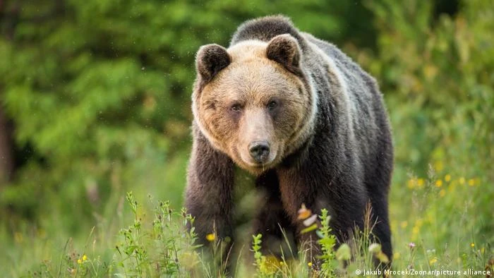 Por que meninas temem mais um homem que um urso?