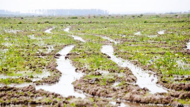 Entenda a polêmica que causou anulação do leilão de arroz