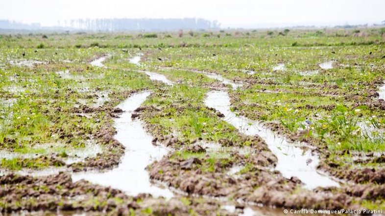 Entenda a polêmica que causou anulação do leilão de arroz