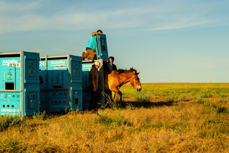 Cavalos selvagens de Przewalski retornam às estepes do Cazaquistão