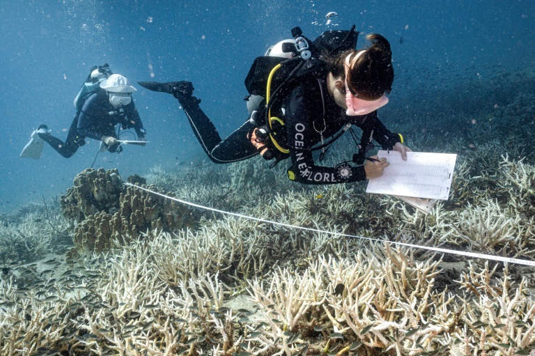 Mergulhadores tentam salvar recifes de corais na Tailândia