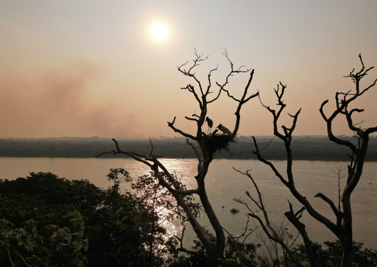 Casal de tuiuiús salvo das queimadas demonstra resiliência do Pantanal