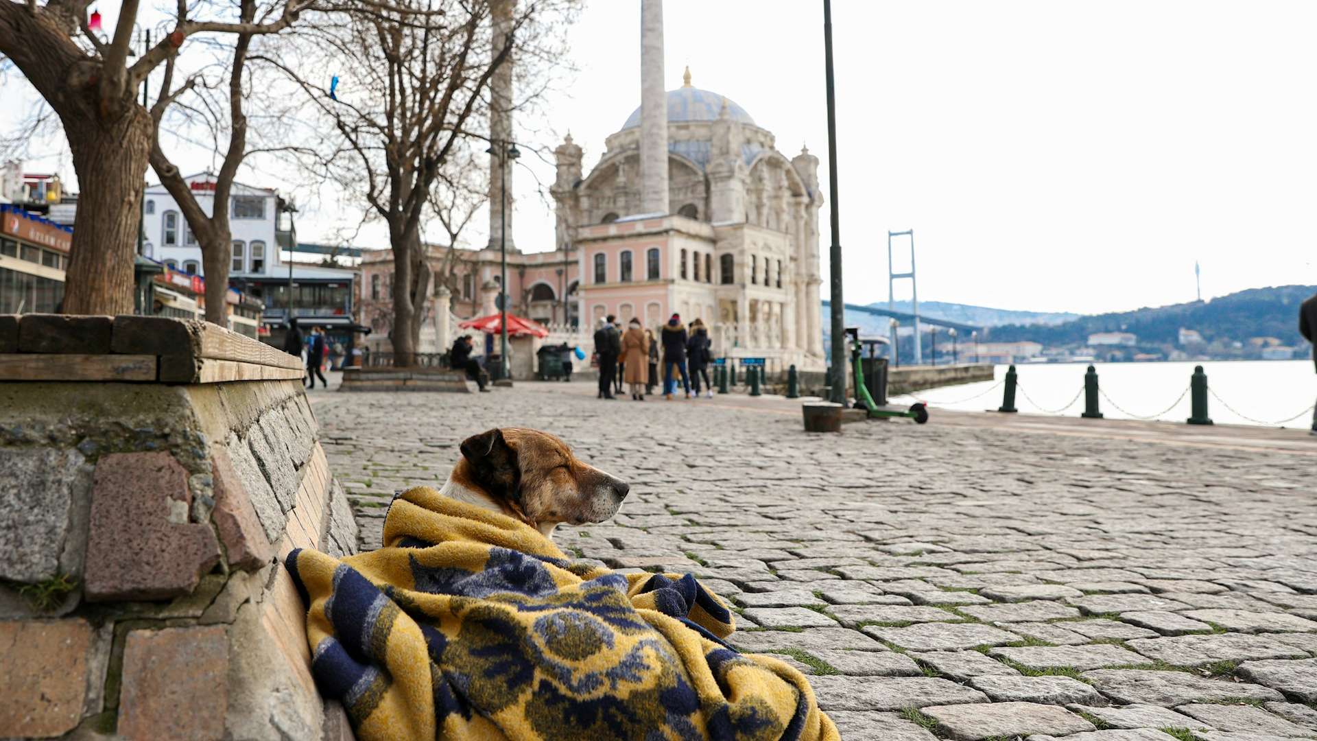 Cachorro de rua em Istambul, na Turquia