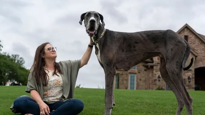 Cachorro mais alto do mundo é reconhecido pelo 'Guinness'