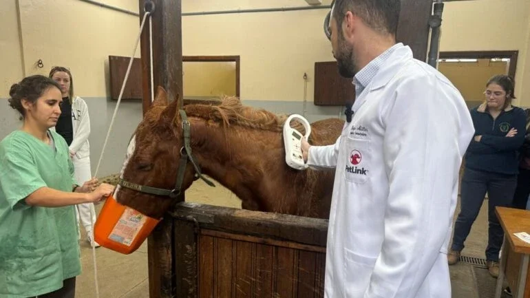 Por que o cavalo Caramelo recebeu um microchip