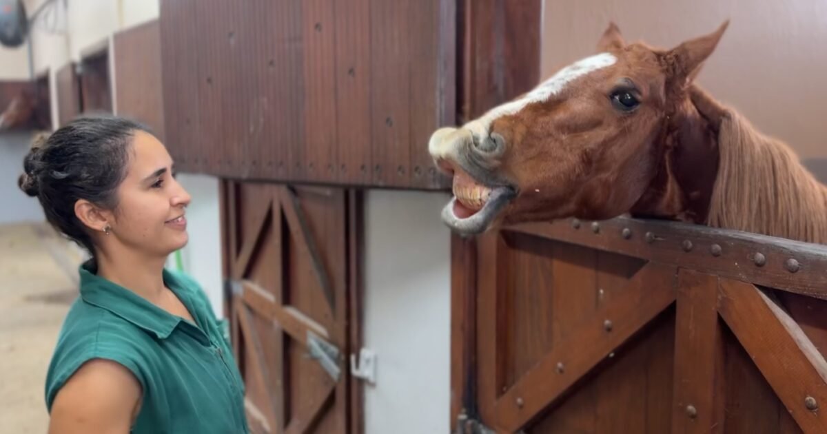 Como está o cavalo caramelo, símbolo dos resgates das enchentes do rs