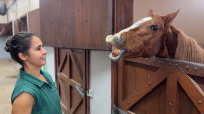 Como está o cavalo Caramelo, símbolo dos resgates das enchentes do RS