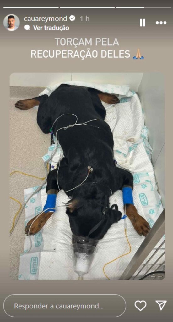 Cauã Reymond denuncia que seus cachorros foram envenenados enquanto ele estava fora de casa