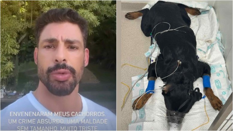 Cauã Reymond denuncia que seus cachorros foram envenenados enquanto ele estava fora de casa