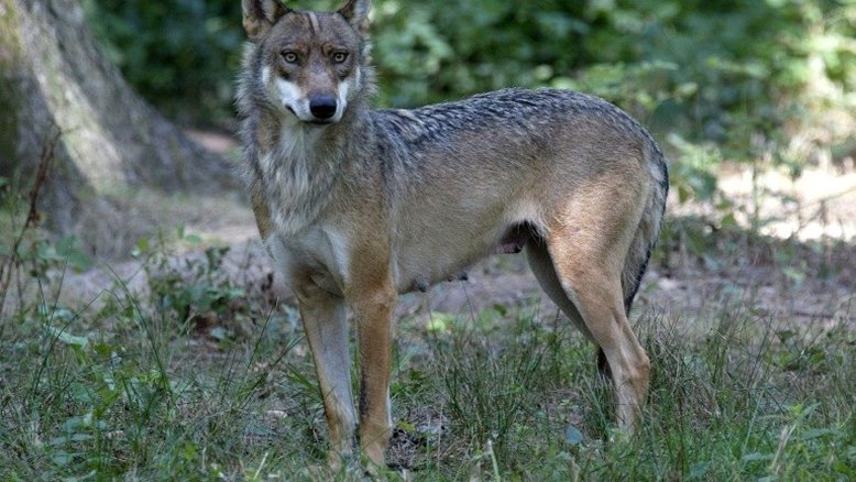Mulher fica gravemente ferida após ser atacada por lobos em área proibida de zoológico