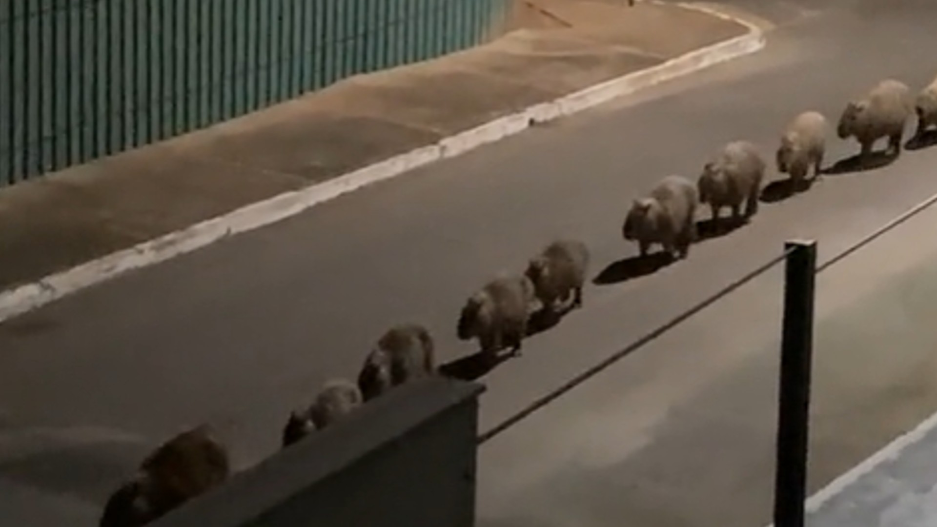 Vídeo: capivaras são filmadas por moradora andando em fila indiana