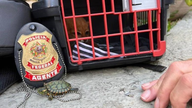PF resgatou um gato-mourisco, espécie de felino ameaçada de extinção