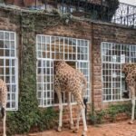 Fotos: veja resort das girafas, com diárias de até R$ 34 mil, onde Deborah Secco passa férias