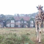 Fotos: veja resort das girafas, com diárias de até R$ 34 mil, onde Deborah Secco passa férias