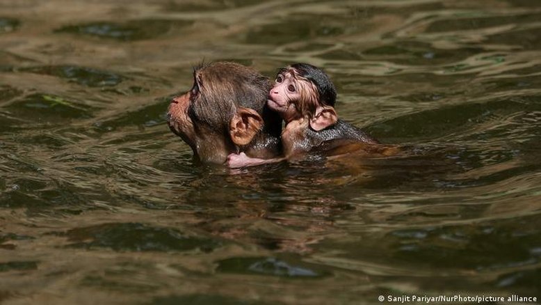 Como animais selvagens reagem à elevação das temperaturas