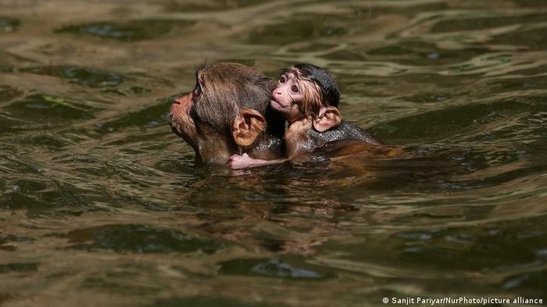 Como animais selvagens reagem à elevação das temperaturas