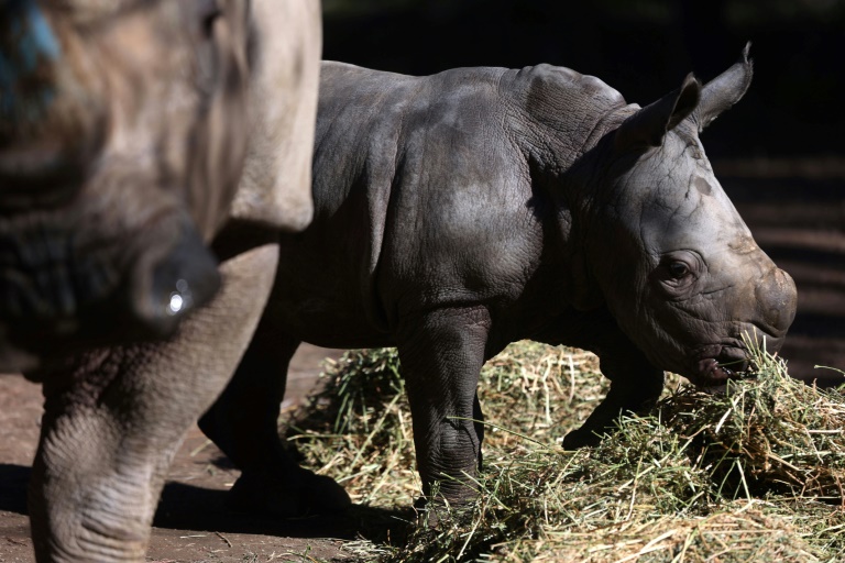 Terceiro rinoceronte-branco sul-americano nasce em zoológico chileno