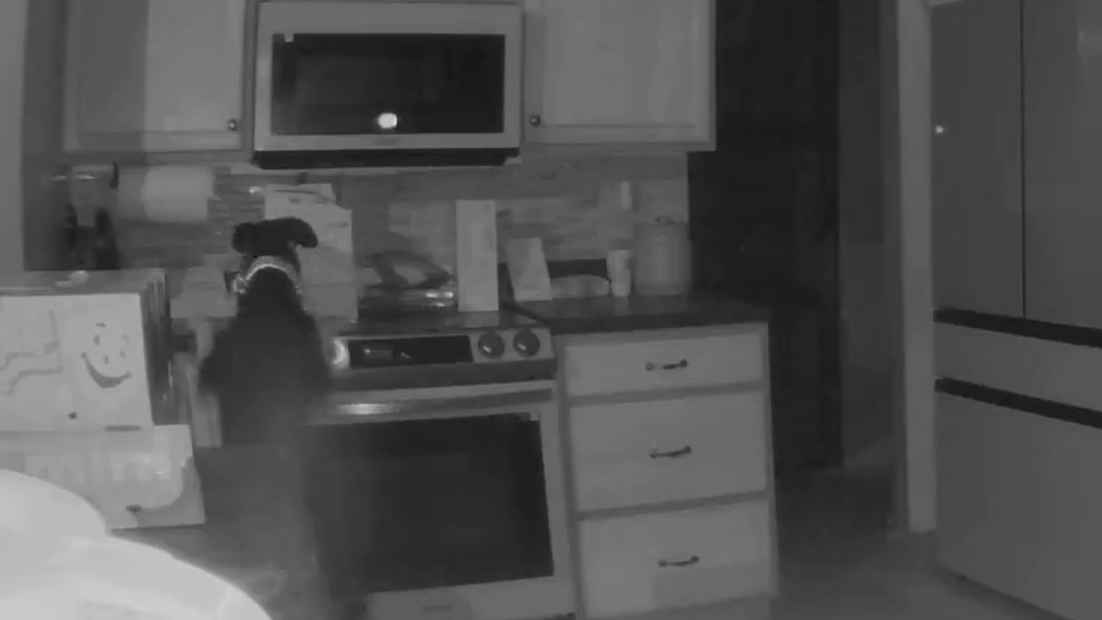 Vídeo: cachorro liga fogão acidentalmente e coloca fogo em casa nos EUA