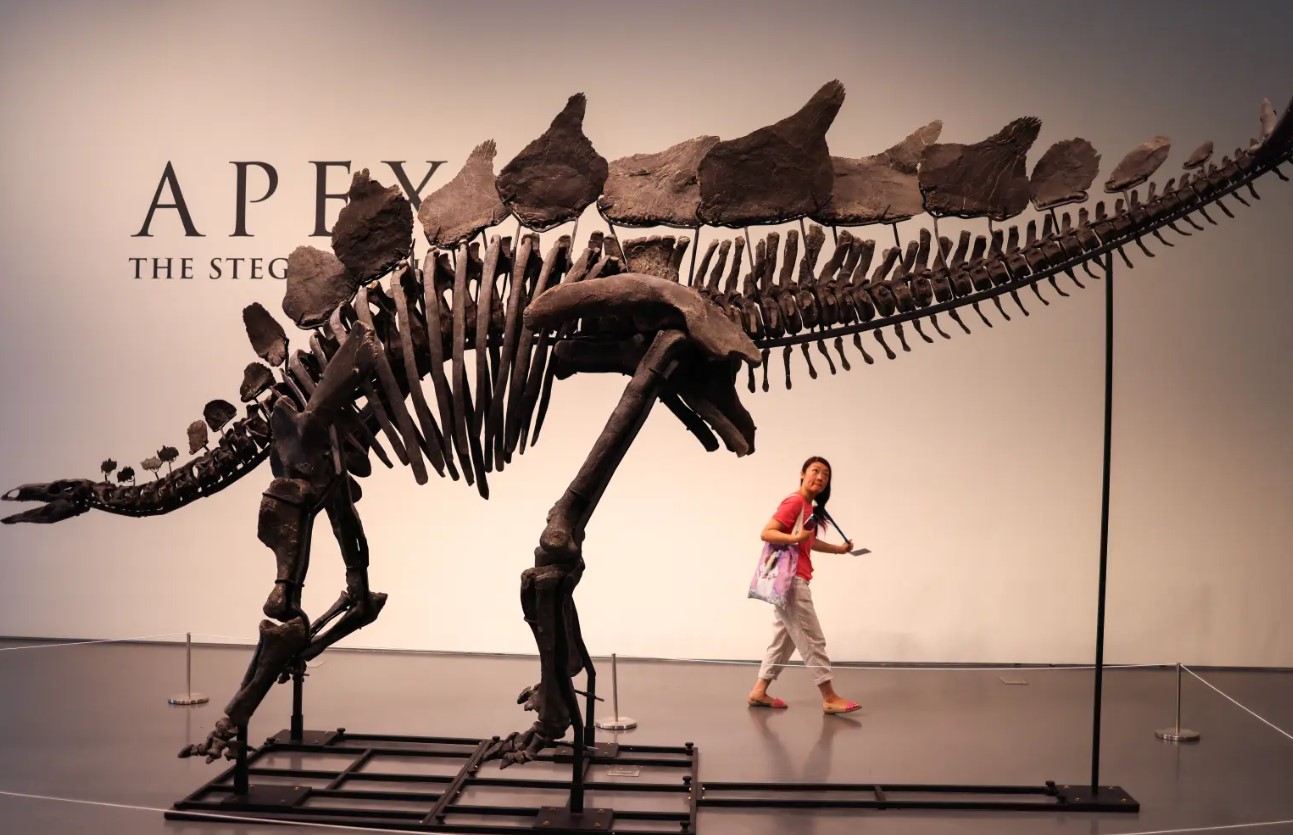 Fóssil de estegossauro quase perfeito de 150 milhões de anos será leiloado por até US$ 6 milhões
