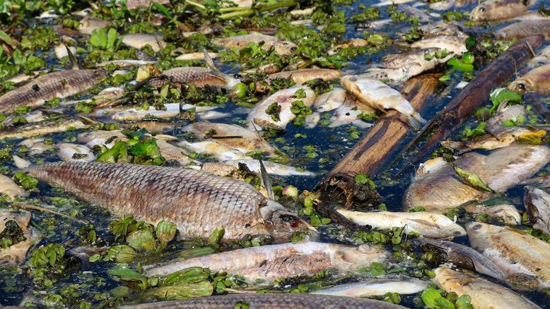 Poluição mata 50 toneladas de peixes no interior de SP; usina é multada em R$ 18 milhões