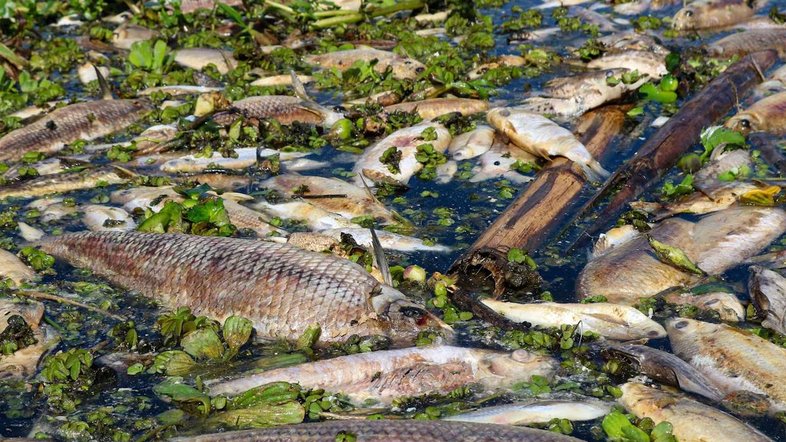 Poluição mata 50 toneladas de peixes no interior de SP; usina é multada em R$ 18 milhões