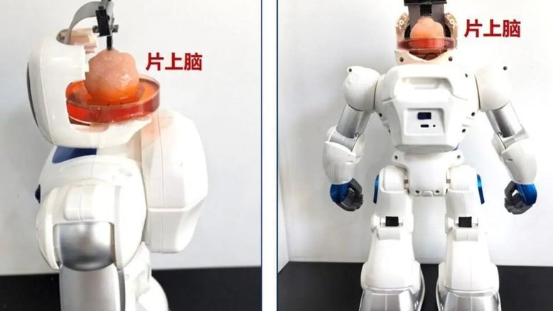 Robô controlado por 'cérebro humano em chip' é o primeiro do mundo, dizem cientistas