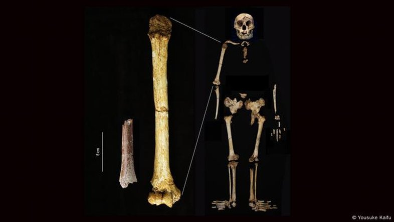 Hominídeo "Hobbit" pode ter sido menor do que se pensava